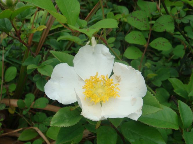 20130331踏春收获儿