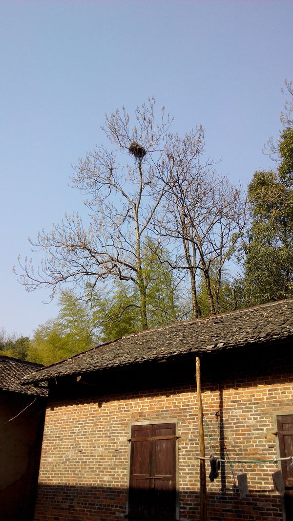 20140123昕昕姥姥家后的鸟窝