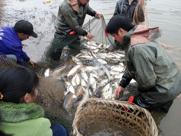 20160102小爷爷家的鱼塘