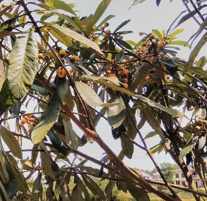 20170511家中的枇杷树