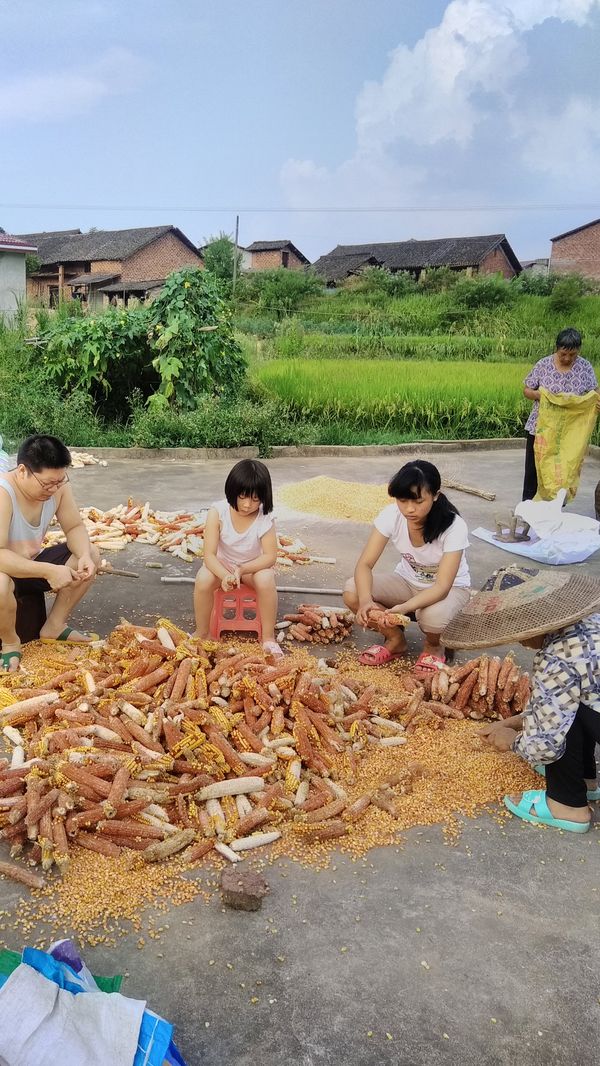 20170803大家一起打苞谷