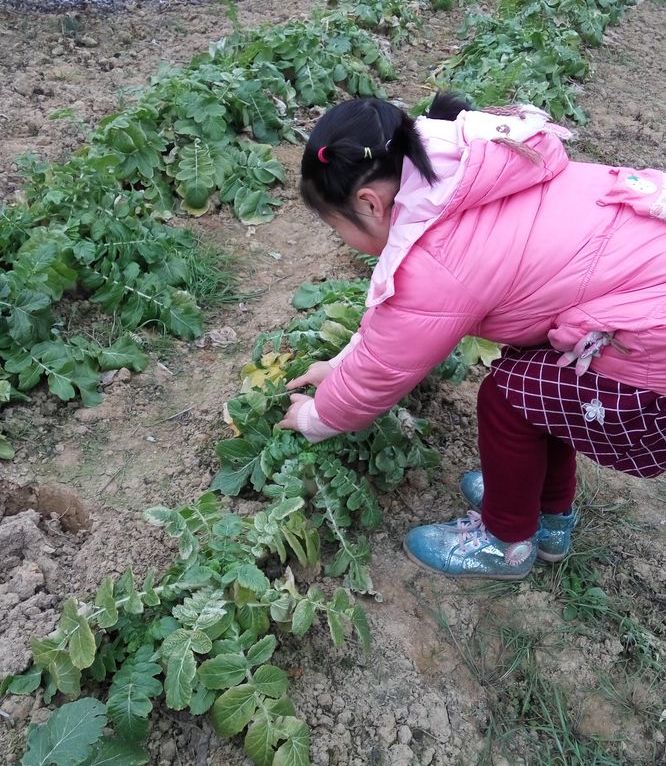 20180210我们家的劳动昕