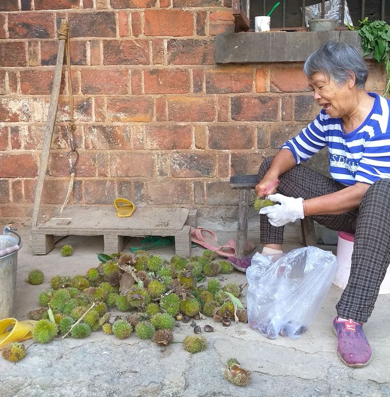 20180908婆婆家摘的板栗