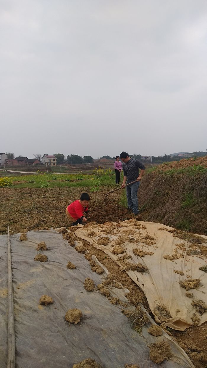 20200225昕昕奇奇挖地