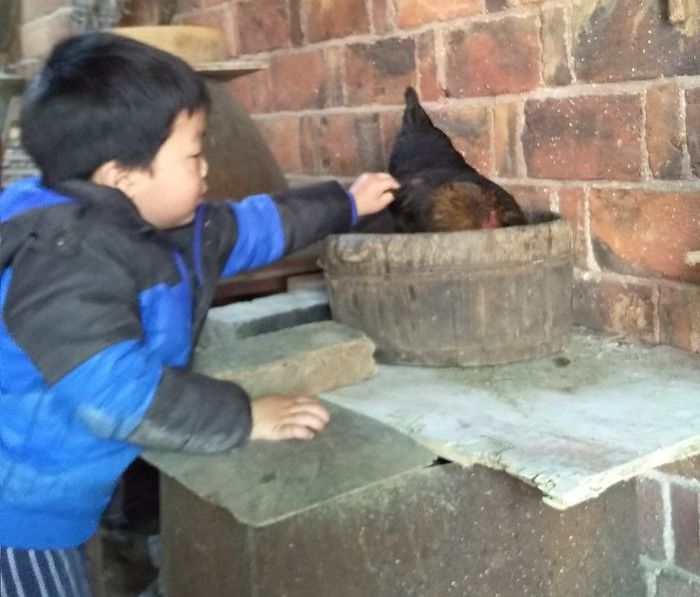 20200322奇奇抓鸡