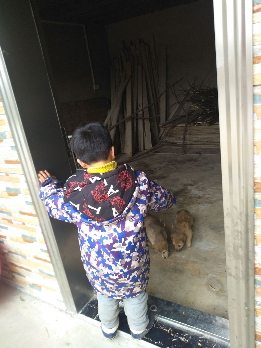 20210202奇奇与小狗