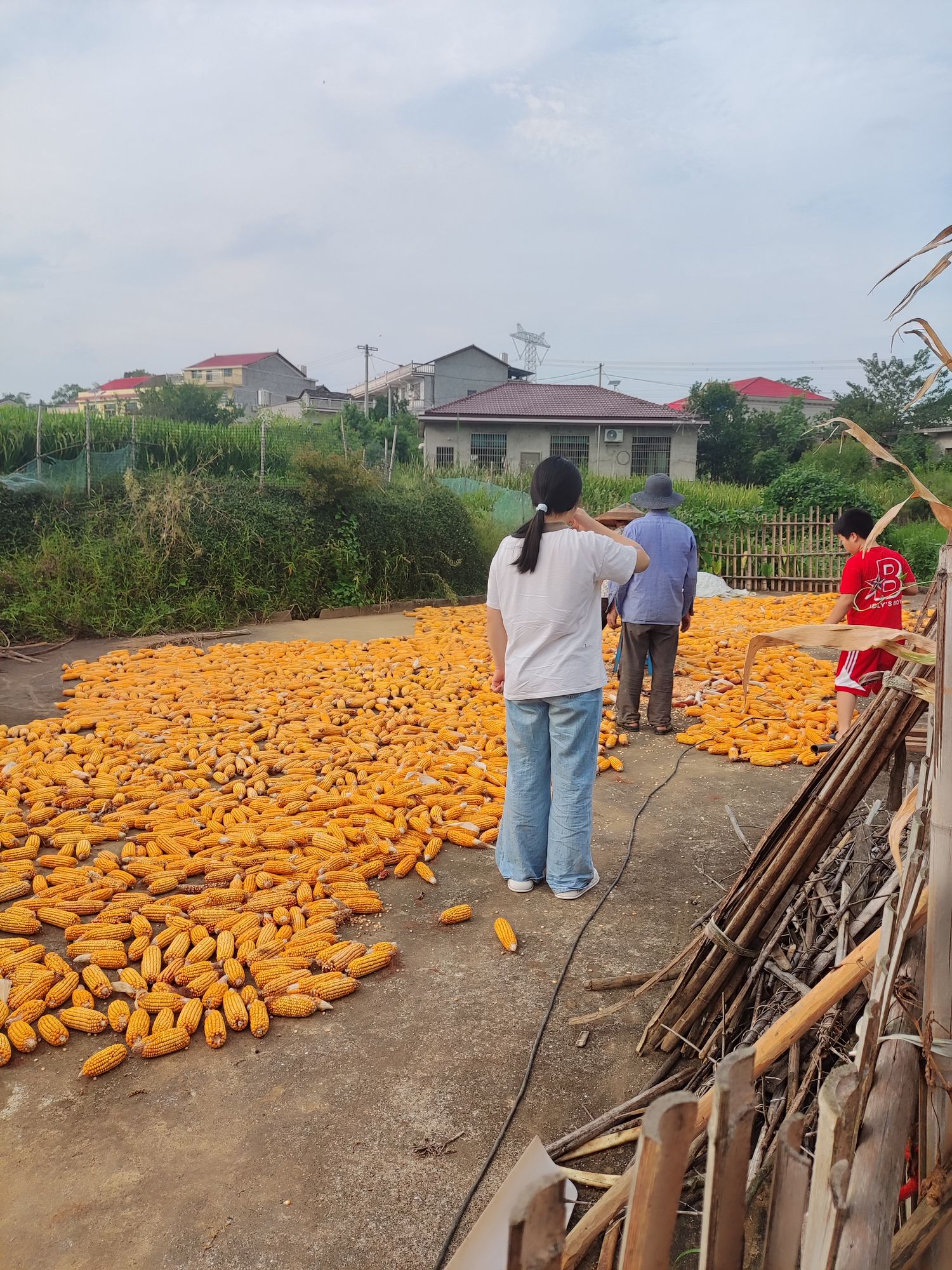 20250914昕奇晒玉米